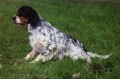 Setter Anglais ALVIS OLIVER Setter Anglais ALVIS OLIVER